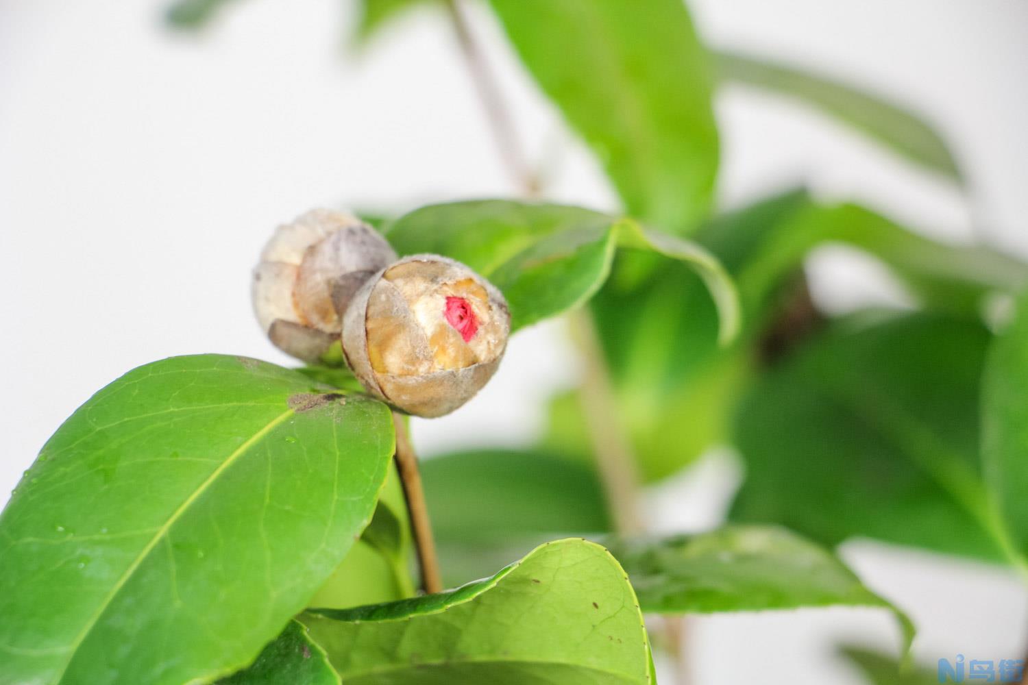 茶花有哪些品种？