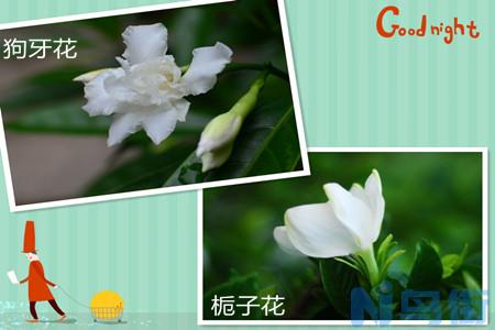 狗牙花和栀子花有什么区别？