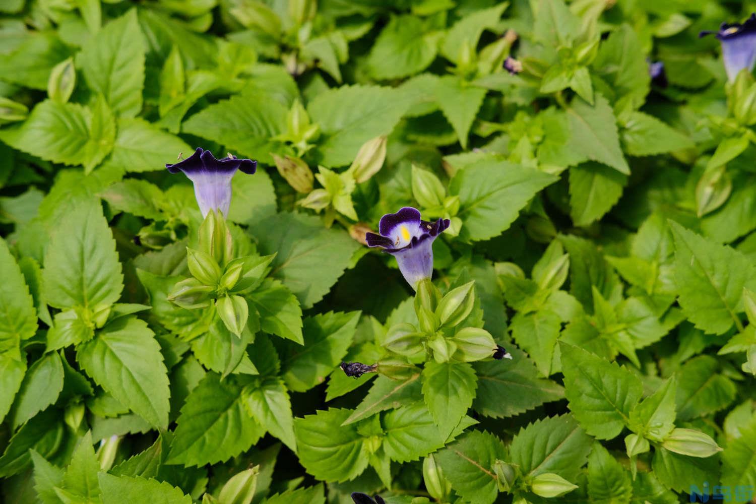 夏堇什么时候开花？