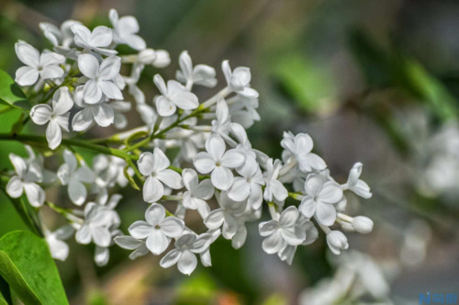 丁香花种子怎么种？