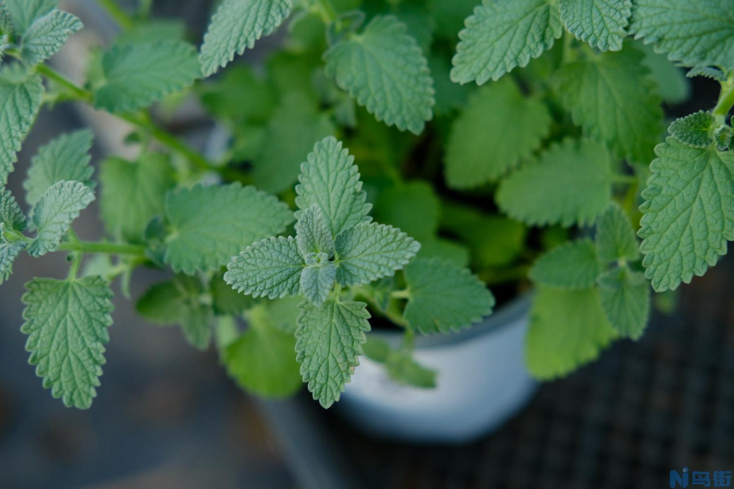 香草植物播种要注意什么？