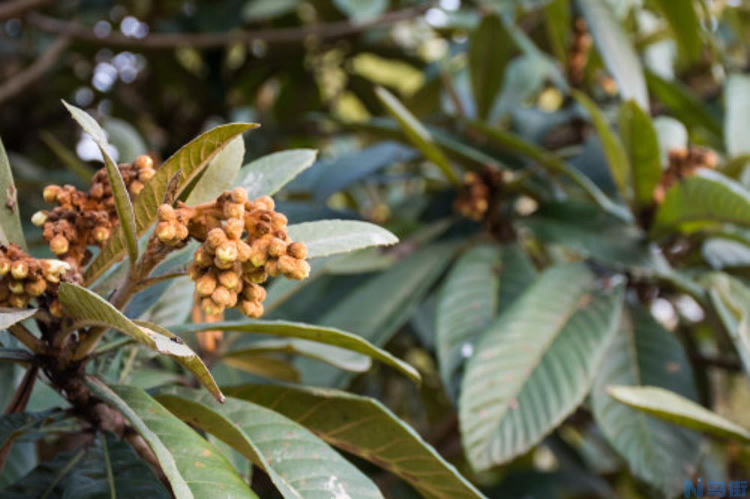 盆栽枇杷的种植方法？