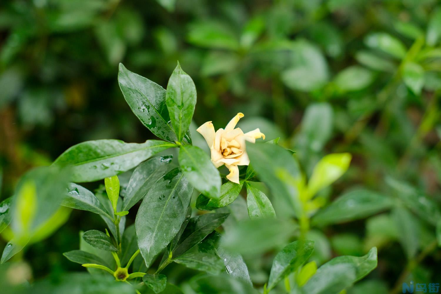 栀子花养不好的原因？