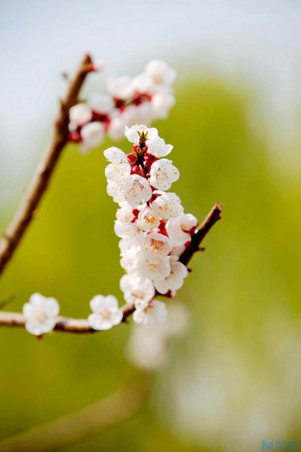 杏树什么时候开花？