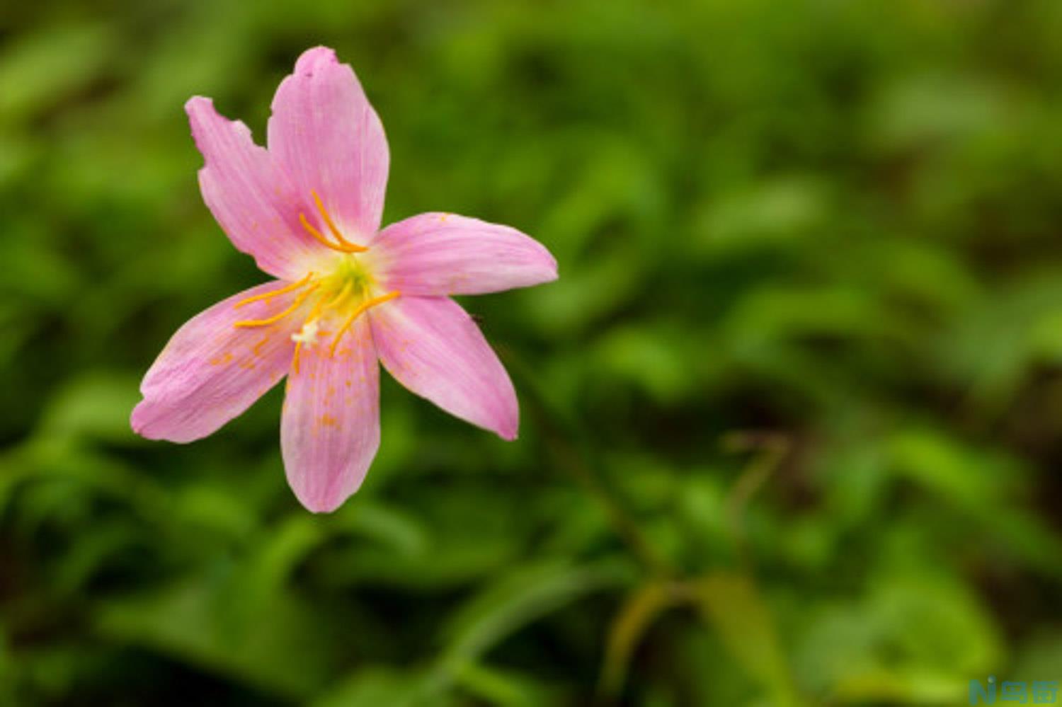 如何促进韭菜莲开花？