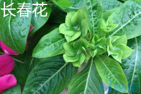 长春花和凤仙花有什么区别？