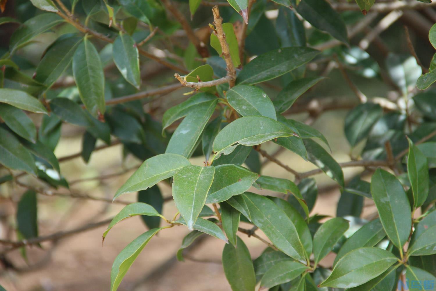 桂花几月开花？