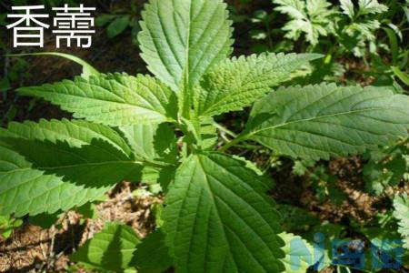 香薷和藿香有什么区别？