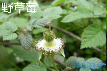 野草莓花和蛇莓有什么区别？