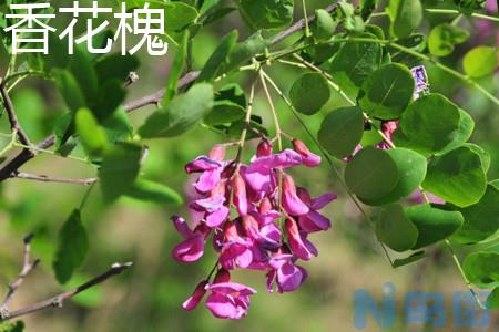 香花槐和刺槐有什么区别？