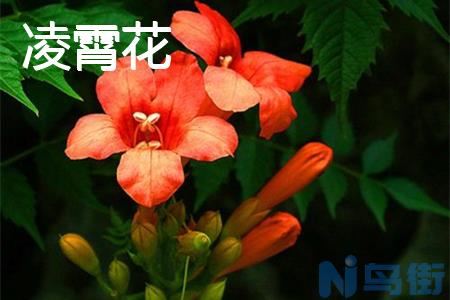 炮仗花和凌霄花有什么区别？