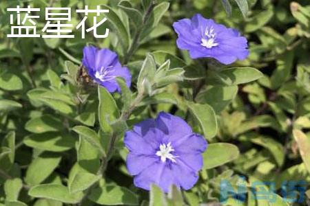 蓝星花和蓝雪花有什么区别？