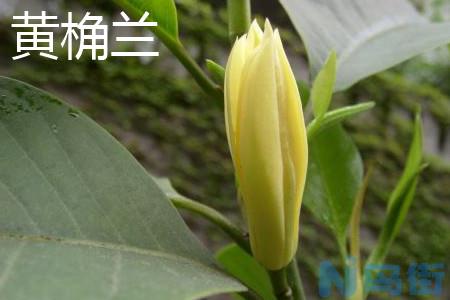 黄桷兰和白兰花有什么区别？