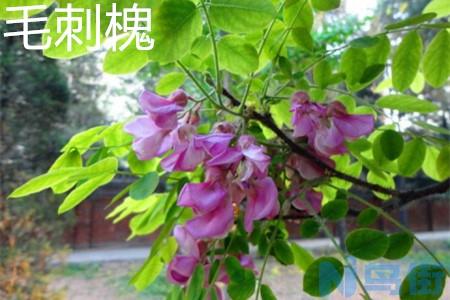 毛刺槐和香花槐区别？