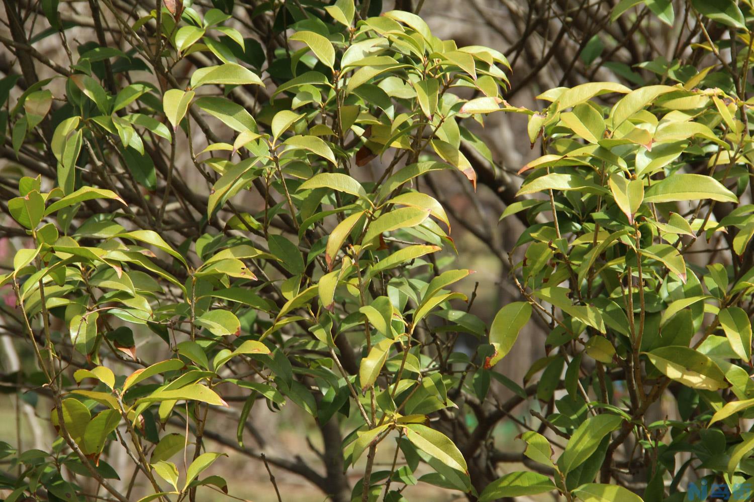 桂花几月份开花？