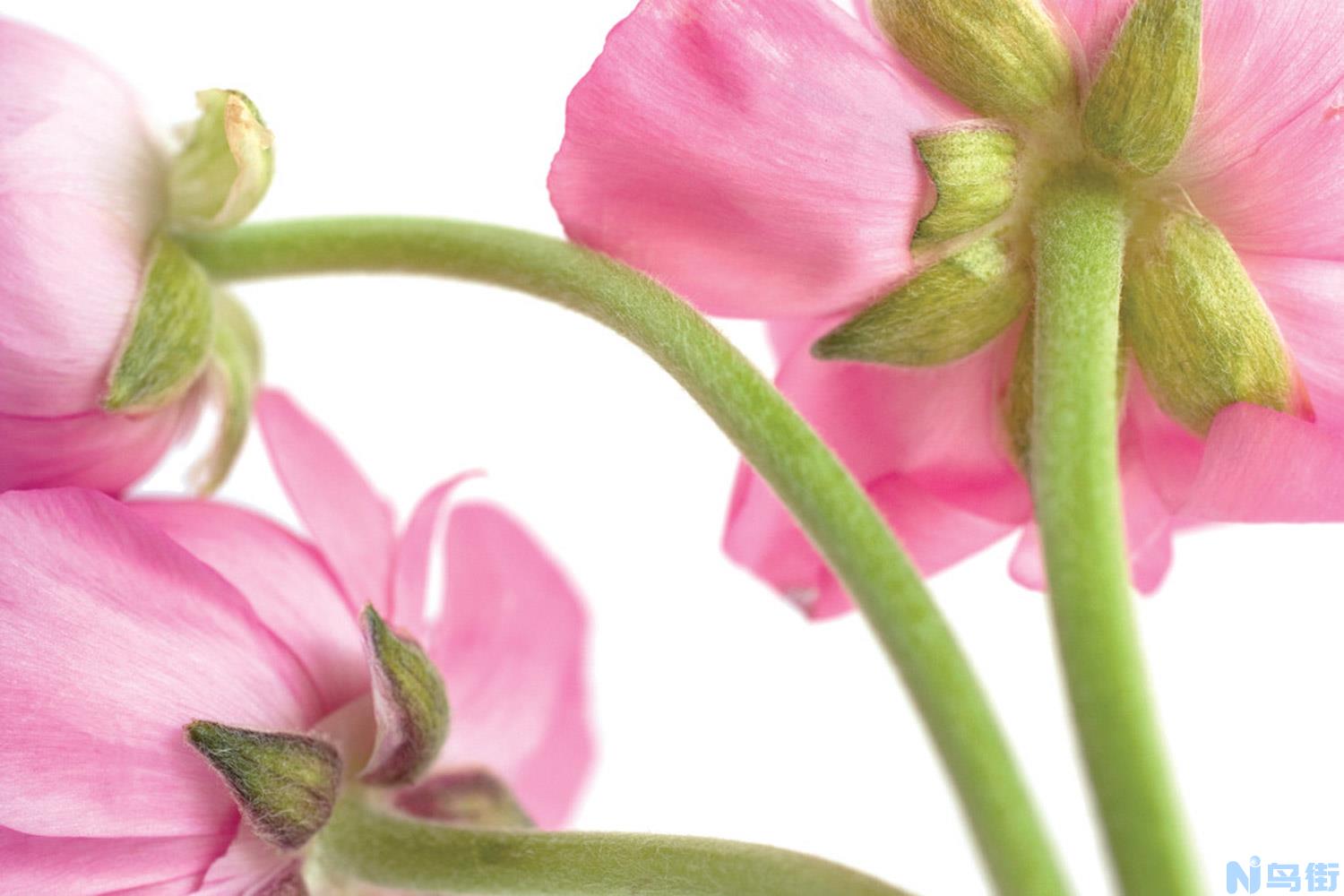 花毛茛能种在室内吗？