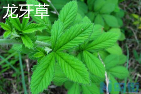 龙牙草和水杨梅有什么区别？