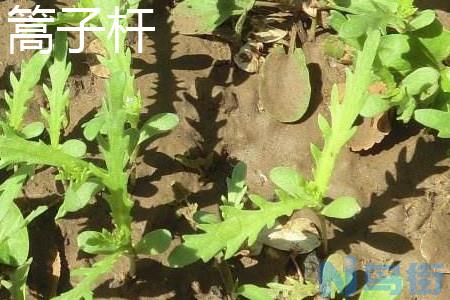 蒿子杆与茼蒿有什么区别？