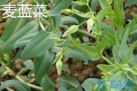 麦蓝菜和满天星有什么区别？