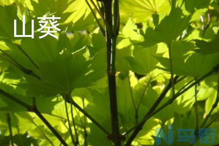 山葵和蜂斗菜有什么区别？