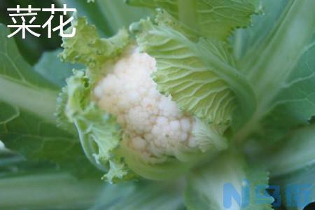 菜花和西兰花有什么区别？