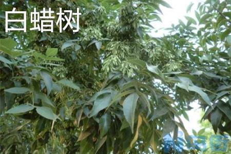 白蜡树和流苏树有什么区别？