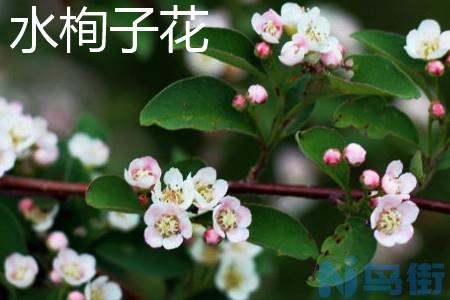 水栒子花和平枝栒子花有什么区别？