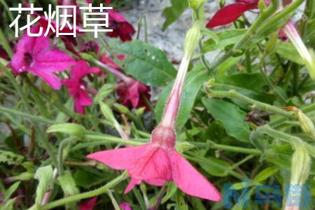 花烟草和烟草花区别？