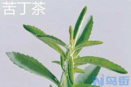 苦丁茶和菊花有什么区别？