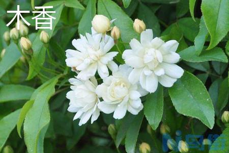 木香花和蔷薇花有什么区别？