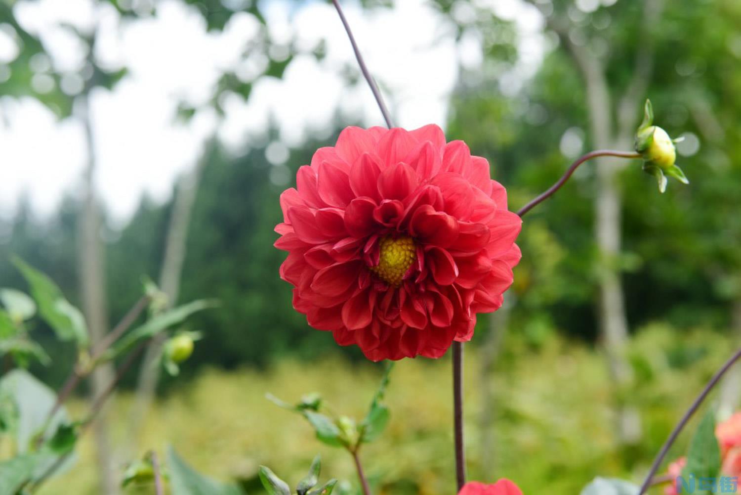 大丽花一年开几次花？