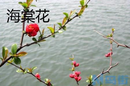 海棠花和樱花有什么区别？