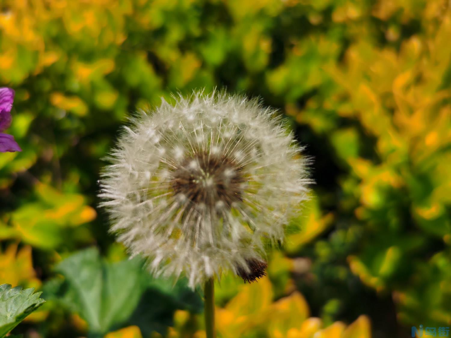 蒲公英的种植技术（时间、方法和效益）？