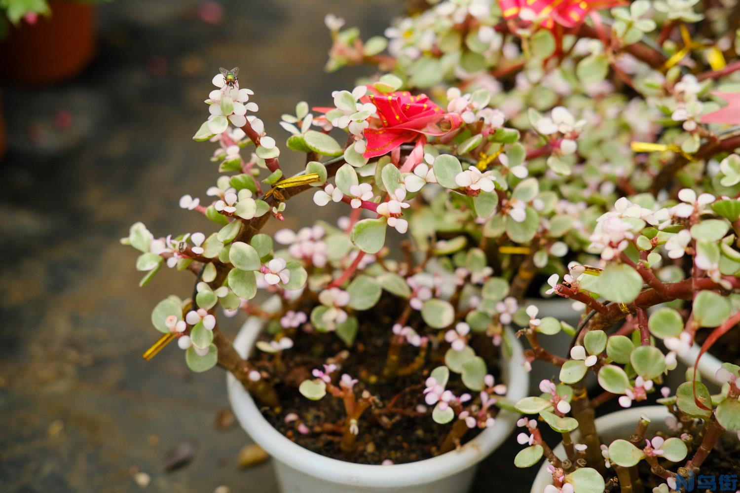 雅乐之舞开花吗，开花之后会死吗？