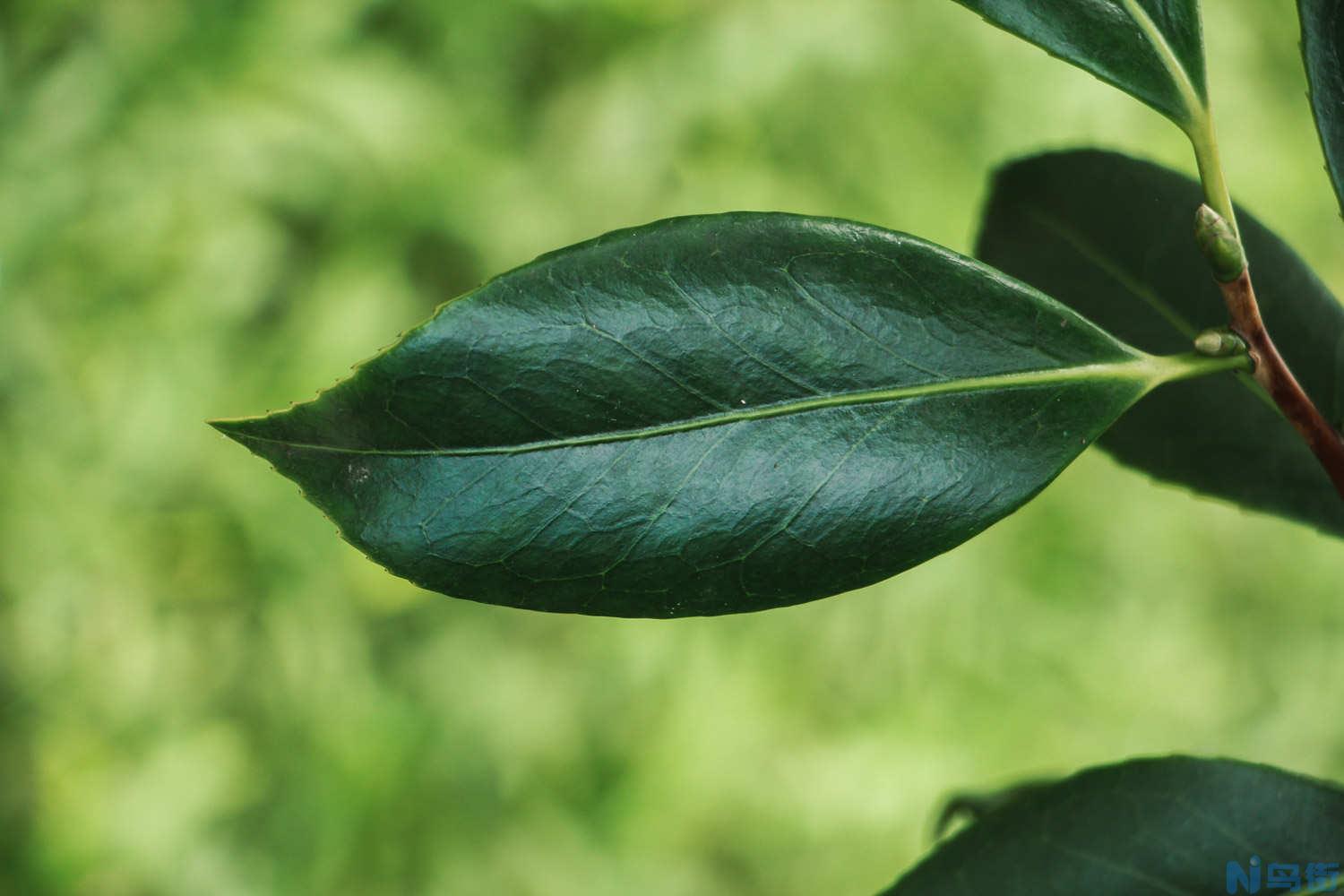 山茶花叶子掉光了怎么办？