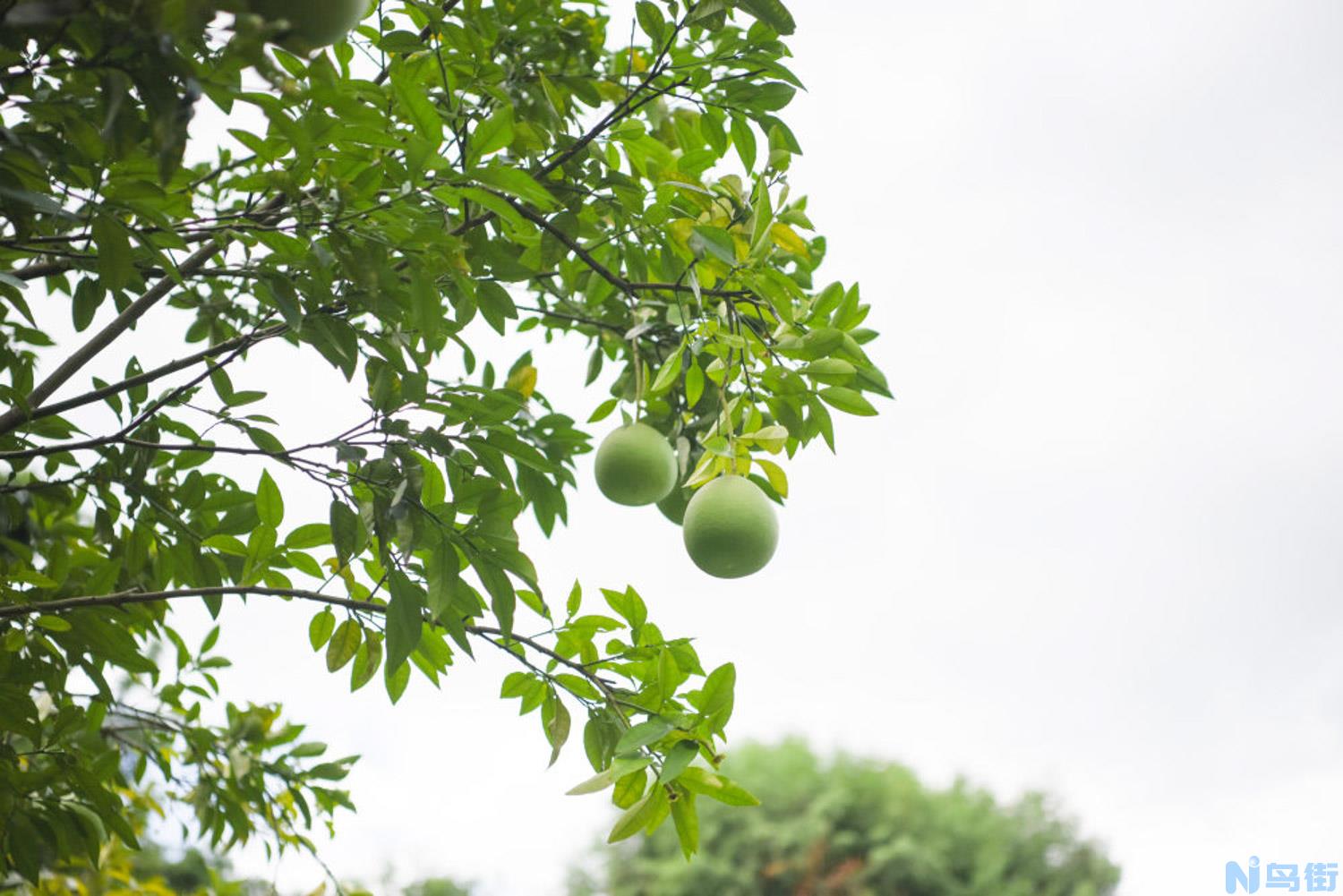 柚子种子发芽的条件和种植要求？