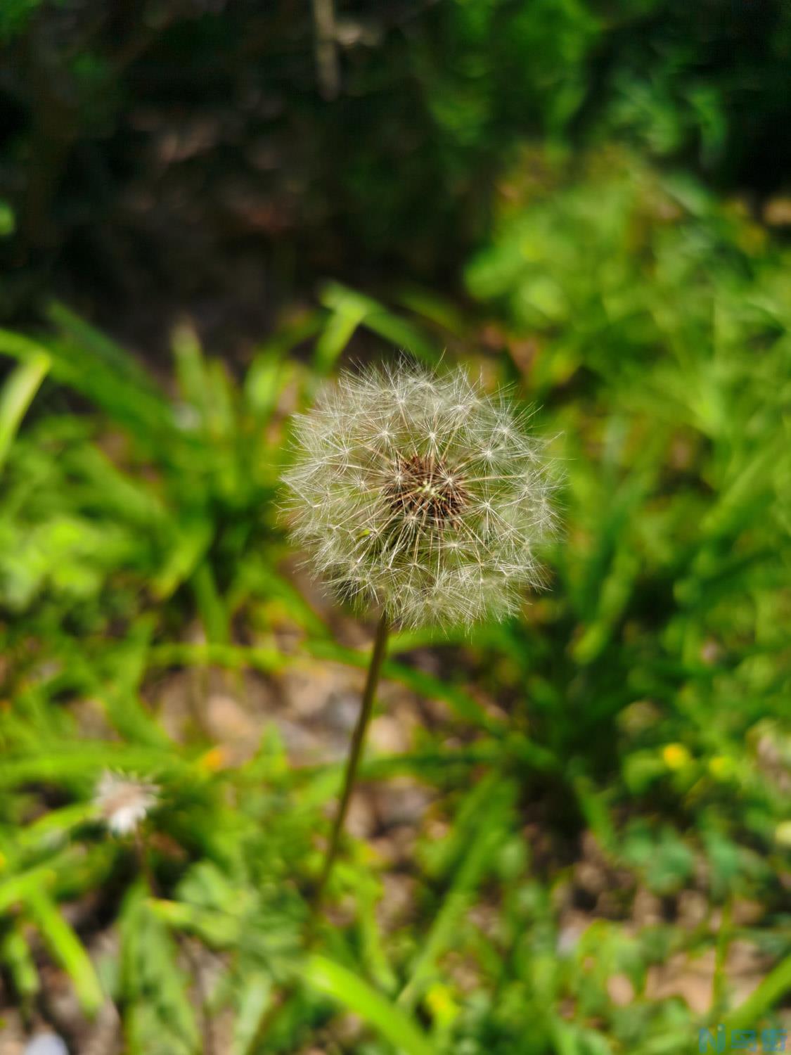 蒲公英在什么季节开放？