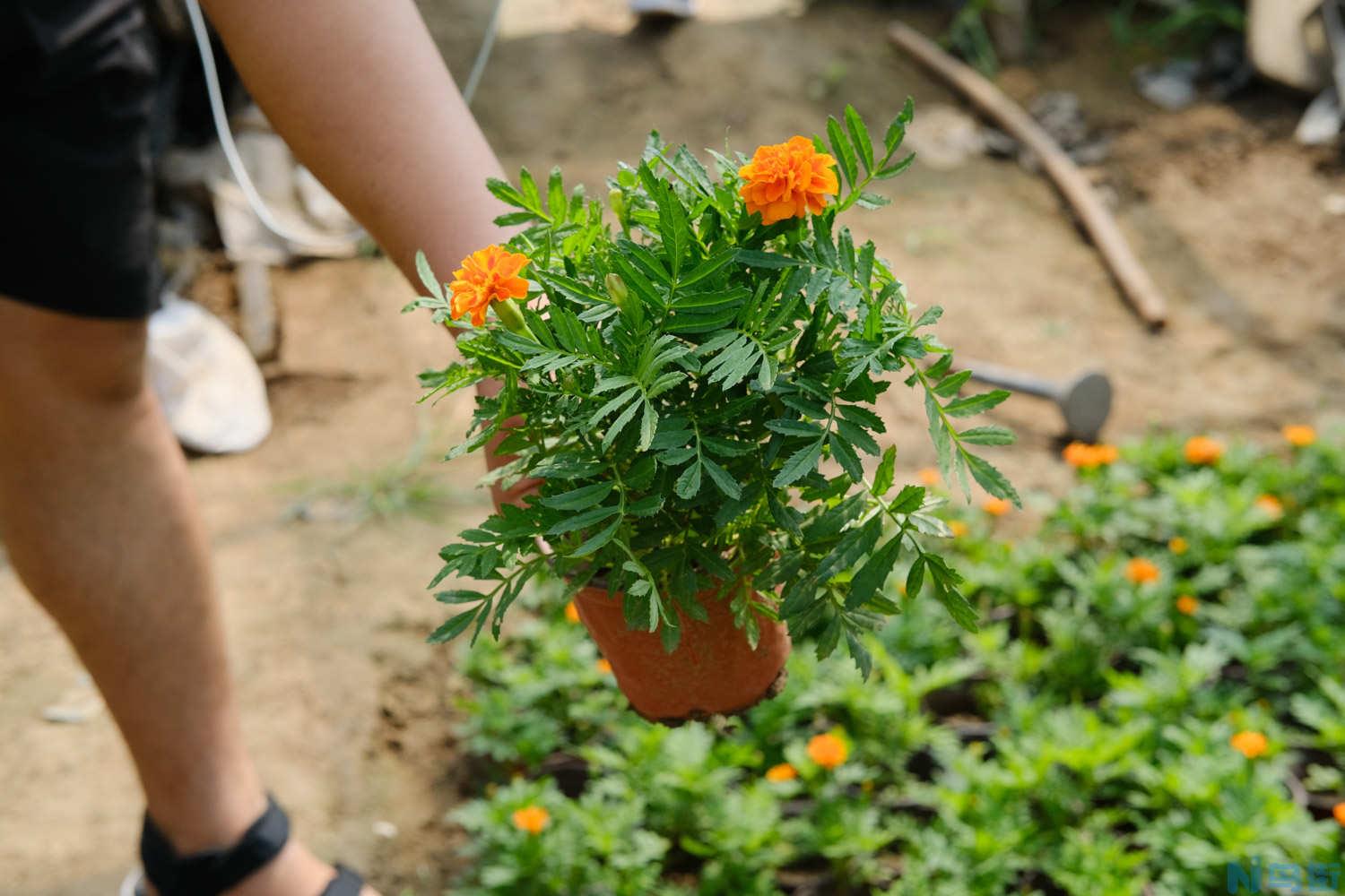 万寿菊种植方法？