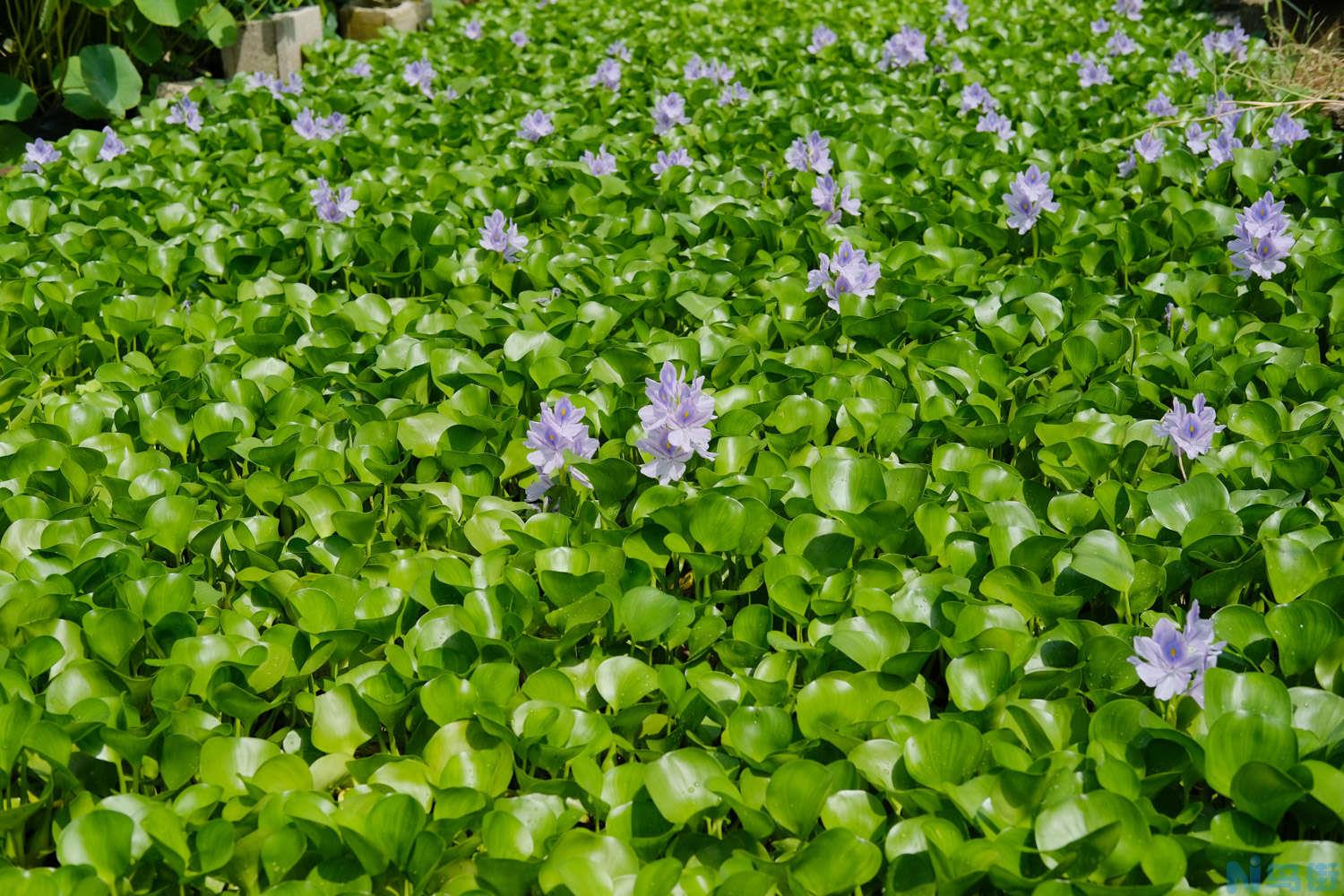 水葫芦长在哪里？