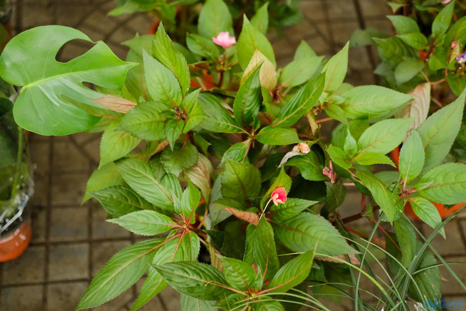 凤仙花种子发芽的过程？