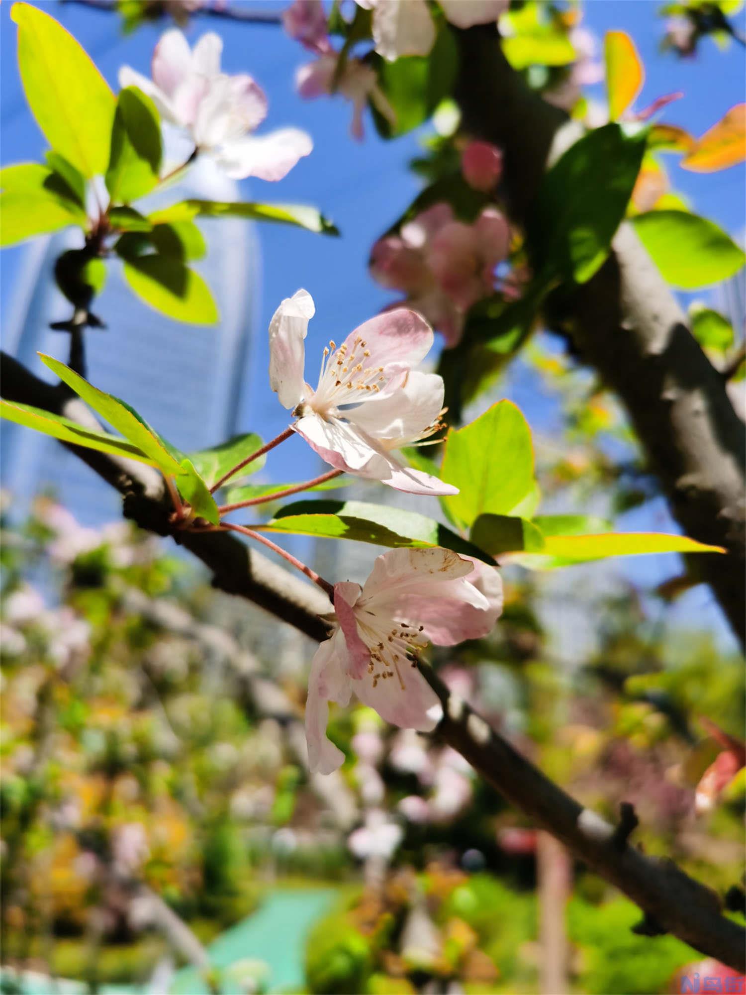 海棠花几月发芽？