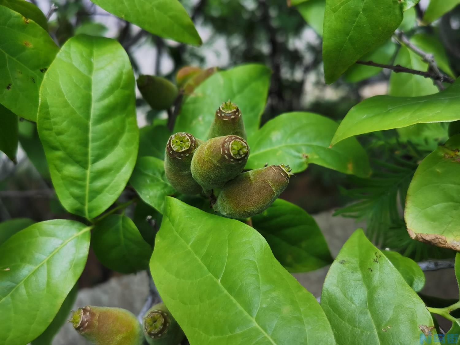 盆栽腊梅什么季节换土？