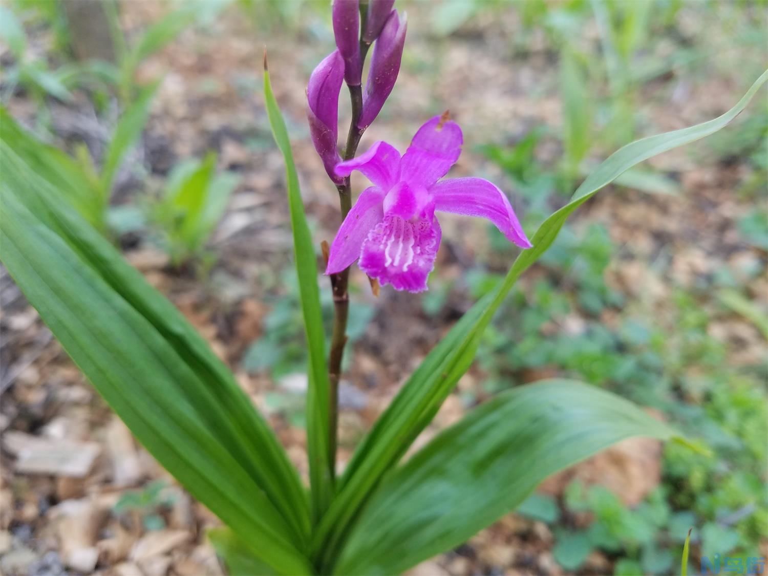 白芨市场价多少钱一斤？