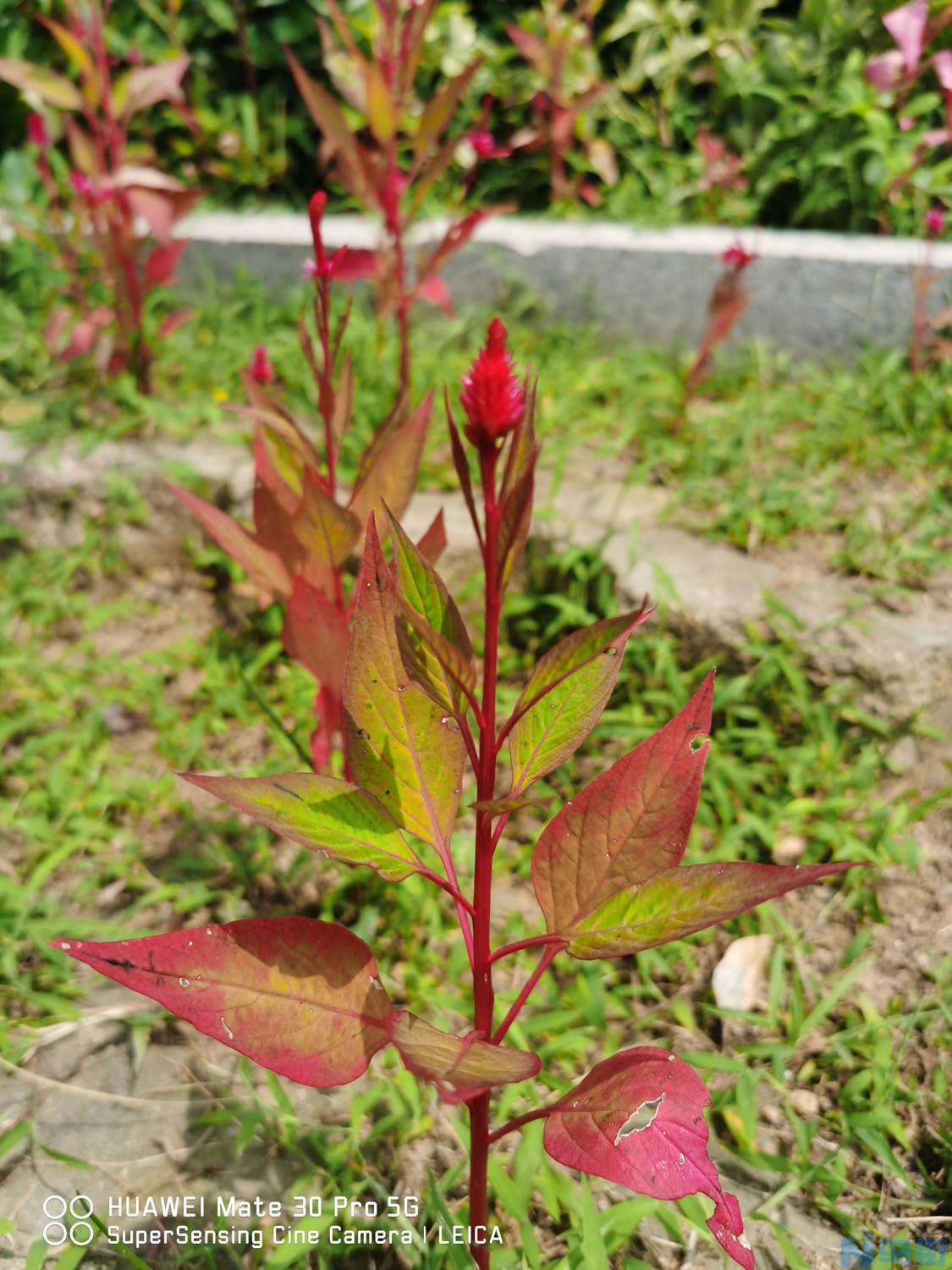 鸡冠花的室内养殖方法和注意事项有哪些？