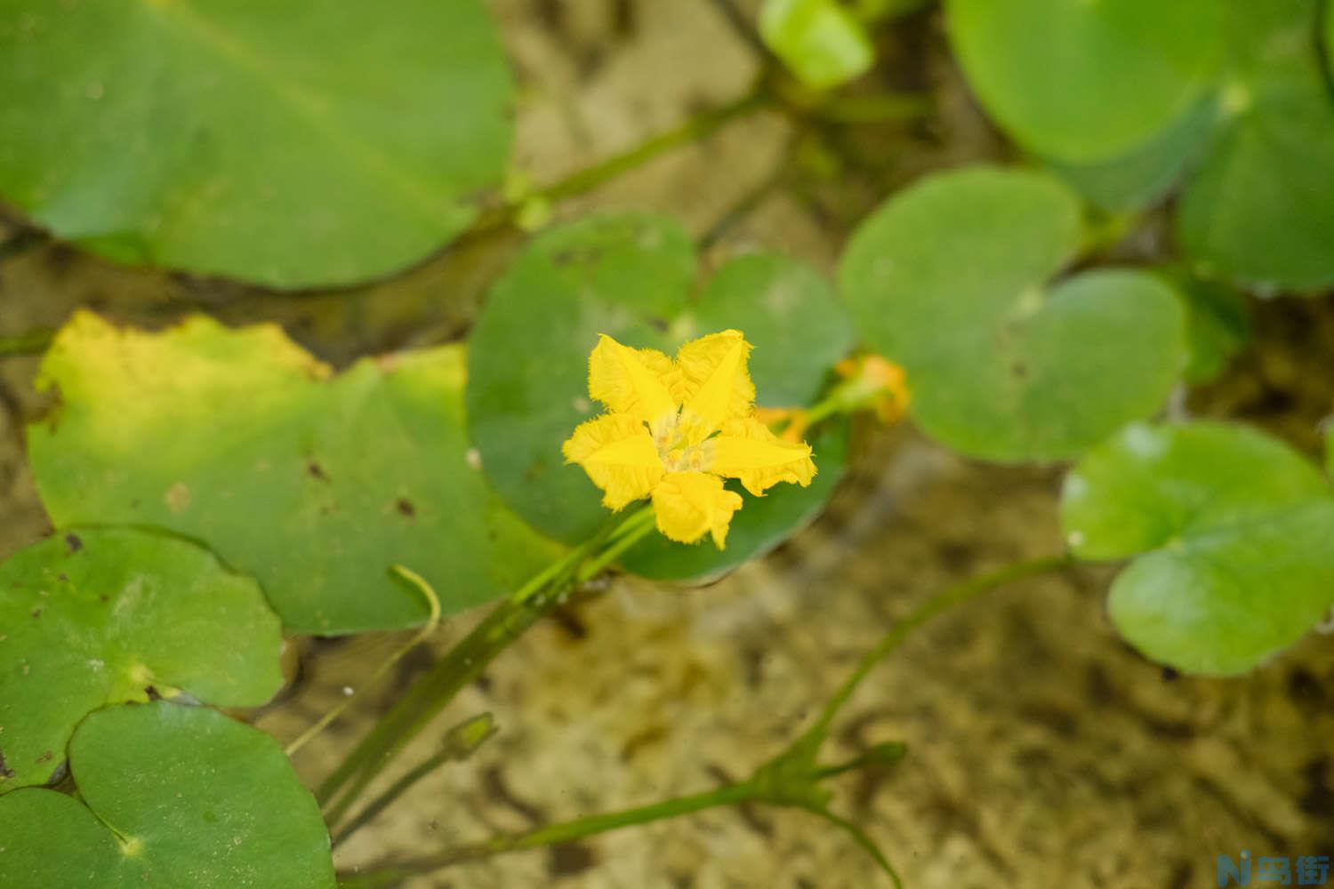 怎么养荇菜？