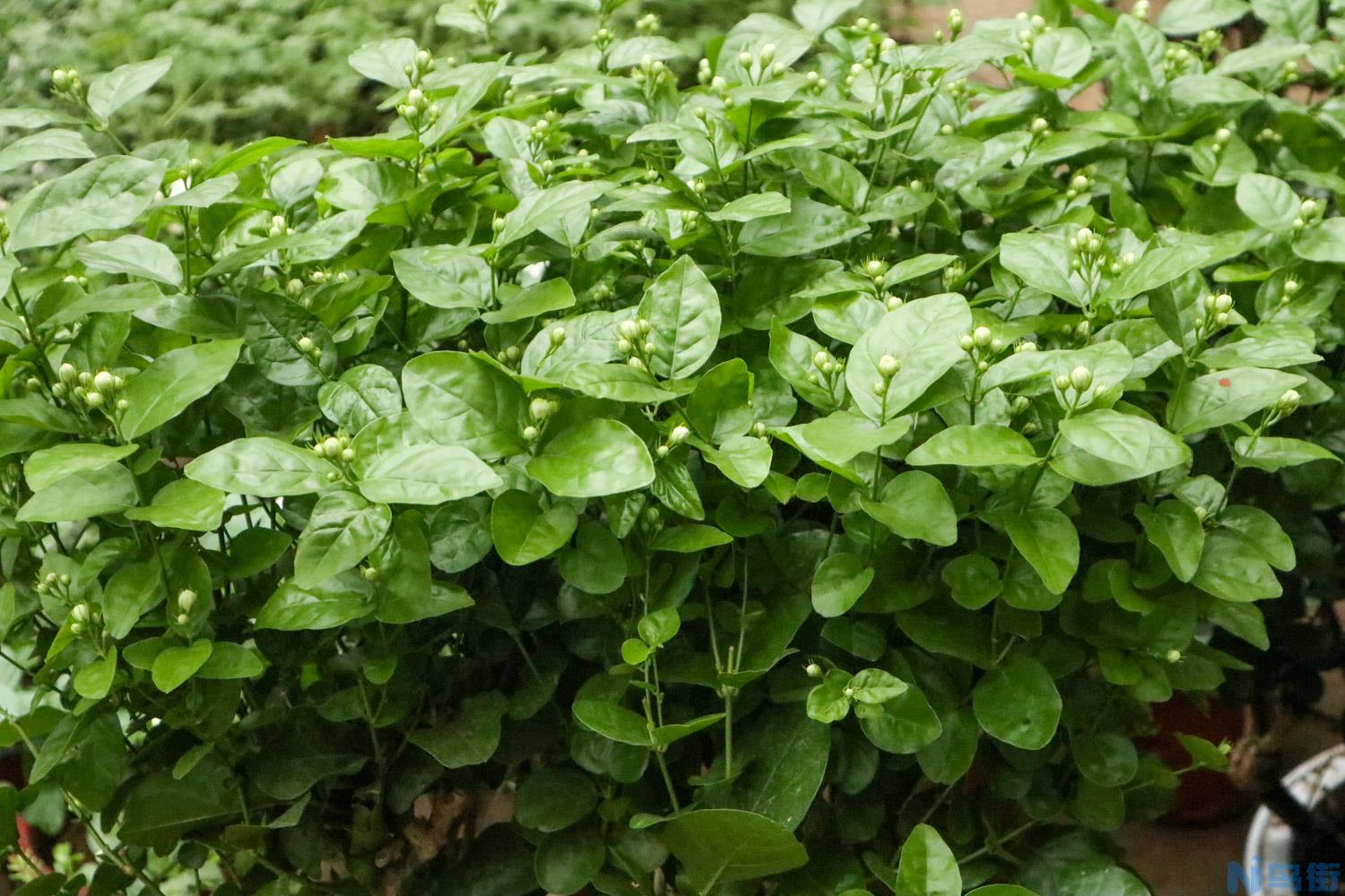 茉莉花春天翻盆可以吗？