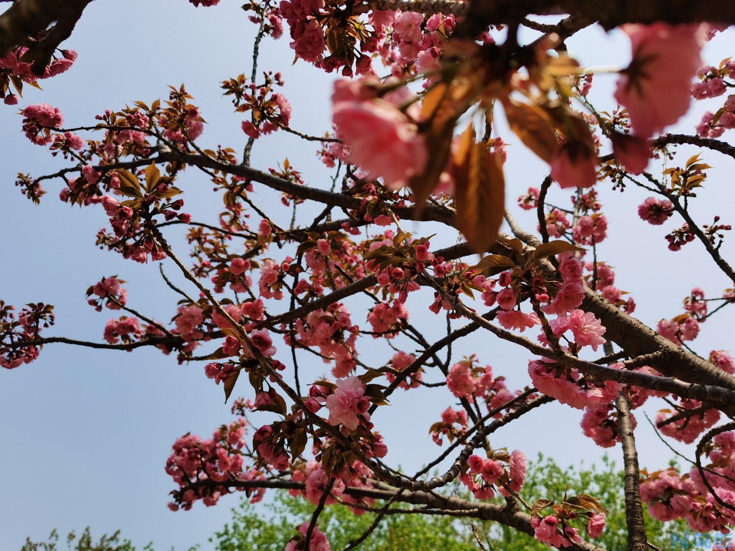 中国樱花开花时间，和日本樱花有什么区别？