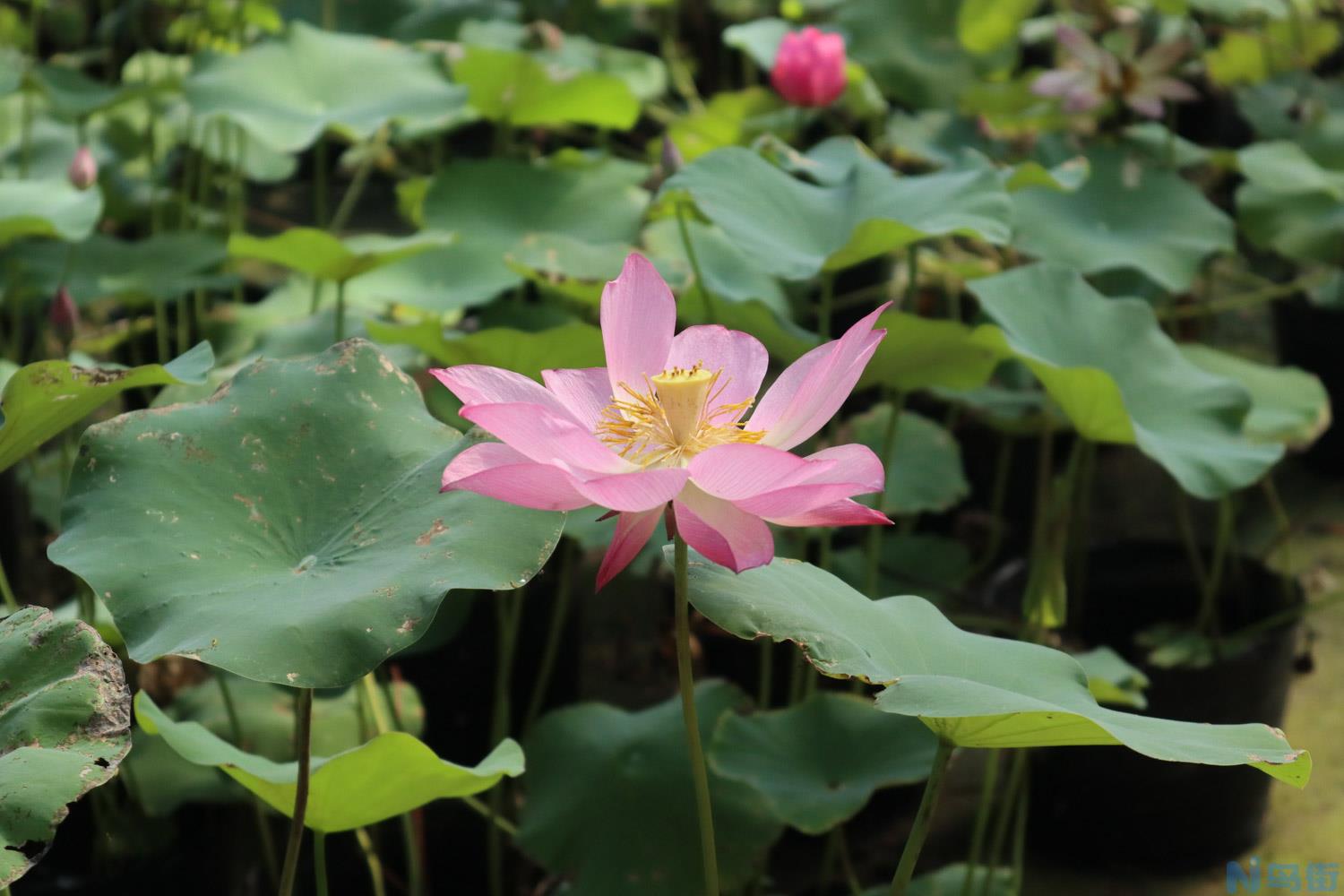 铜陵适合养什么花，市花和市树是什么？