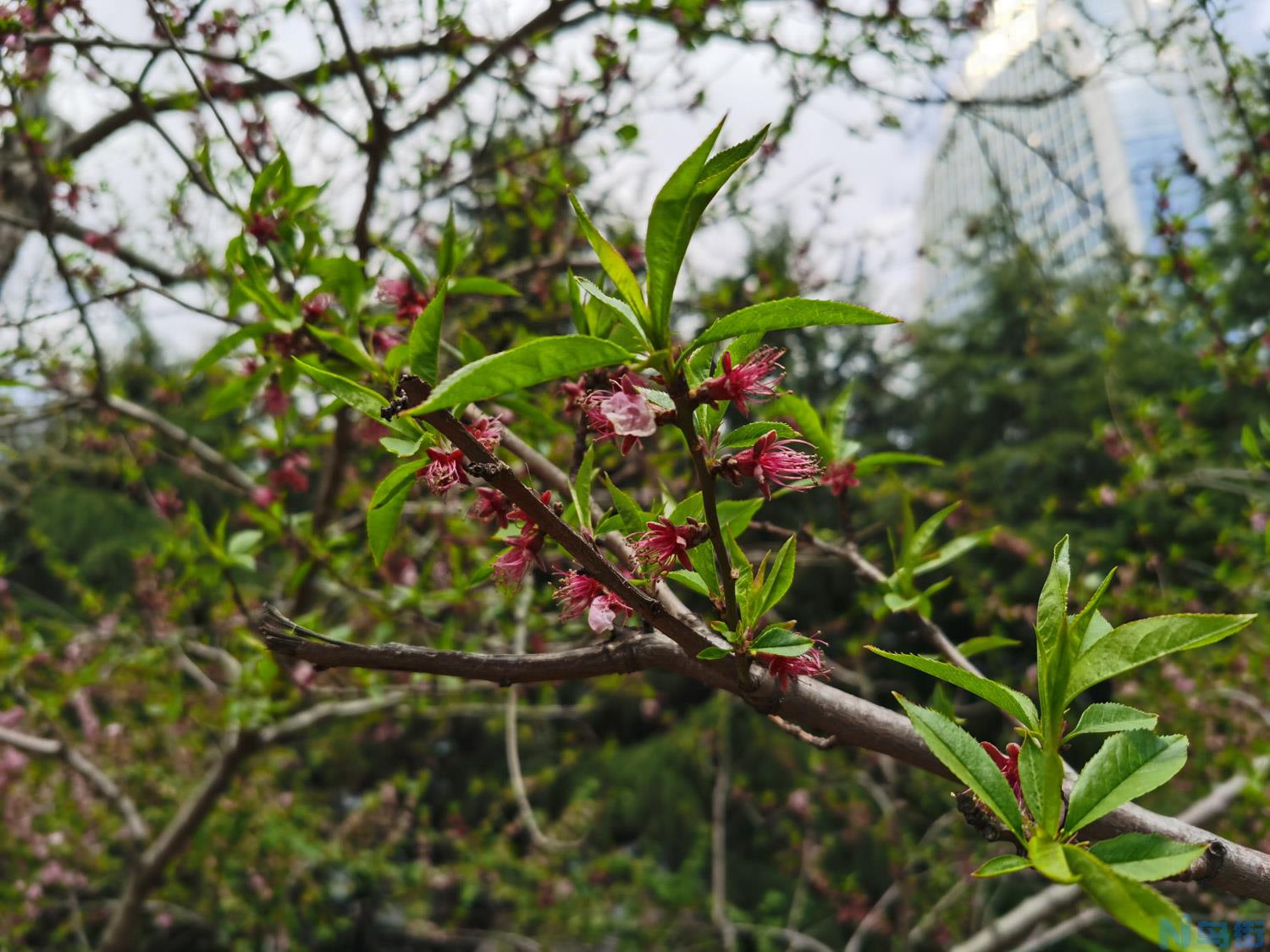 桃花养在家好不好，盆栽桃花怎么养？