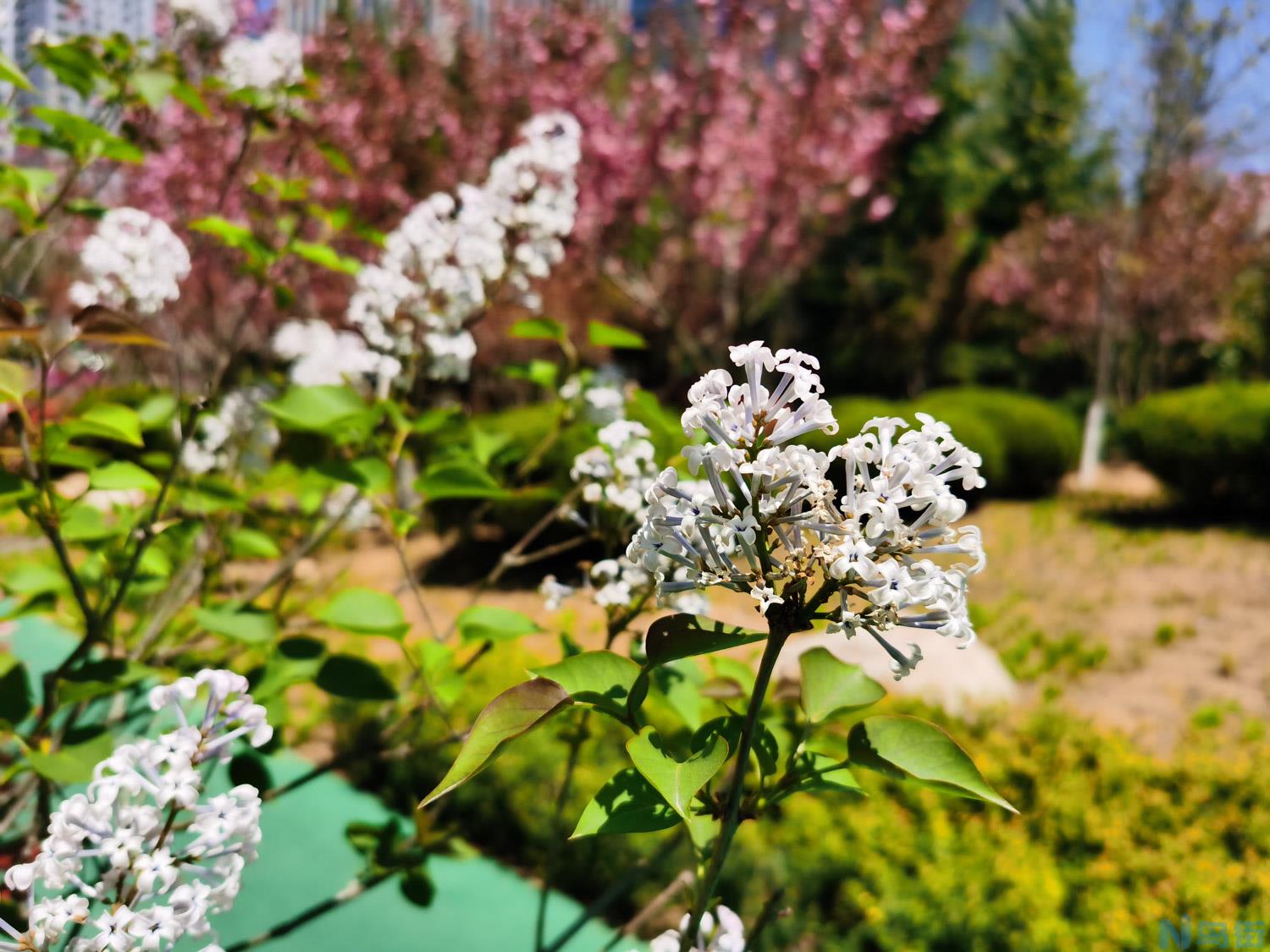 北京适合养什么花，市花和市树是什么？